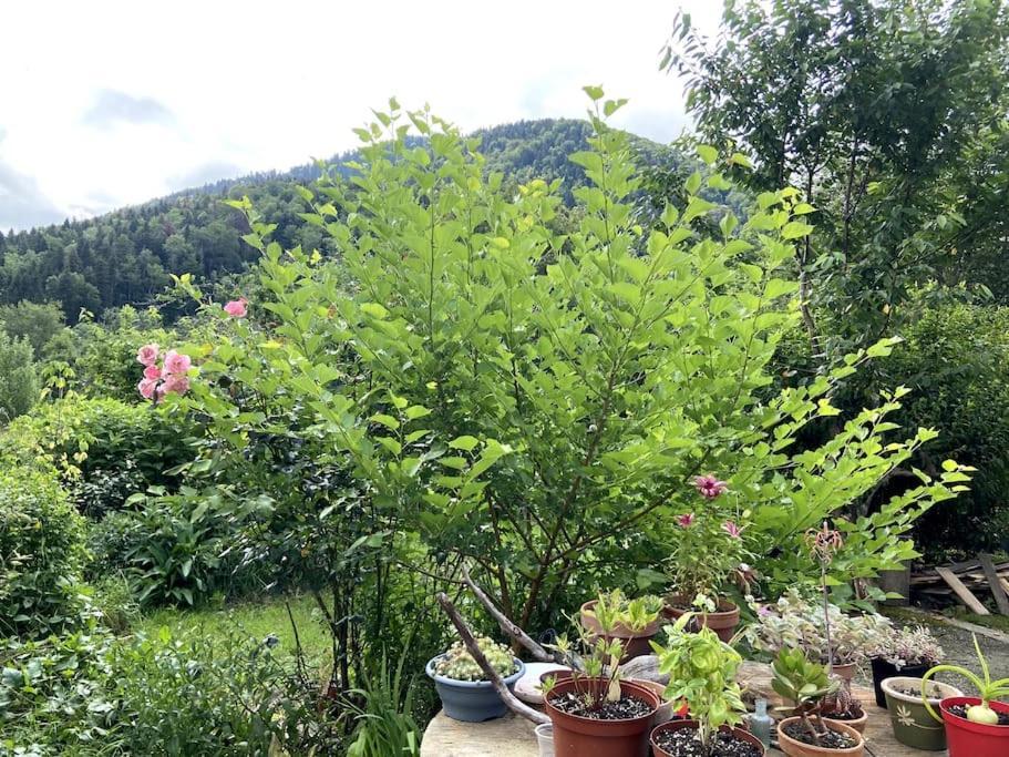 Chambre Double Cosy - Gite De La Louve Fougax-et-Barrineuf Esterno foto